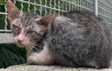 Very sick stray cat in Italy
