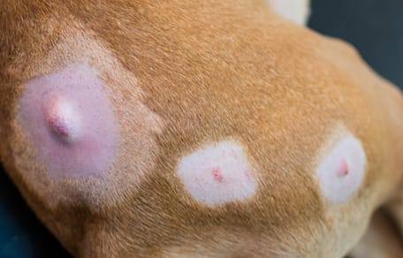 vetbult bij hond