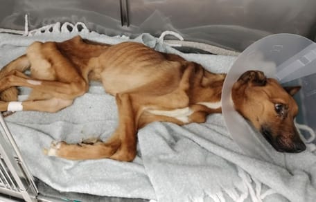 Perro no es más que piel y huesos