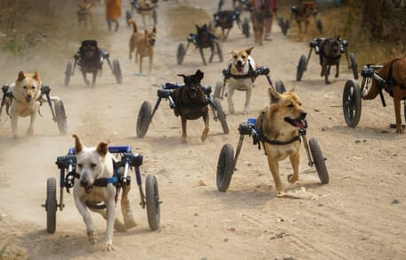 Viele Hunde im Rollstuhl am Strand