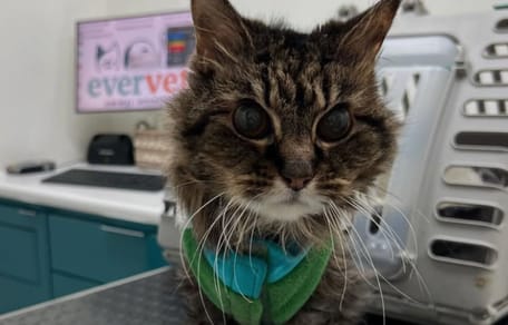 vieux chat
