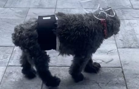 Vieux chien