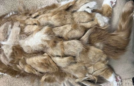 Völlig verfilzte Katze