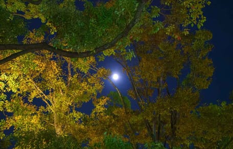 Vollmond scheint durch Baumkrone