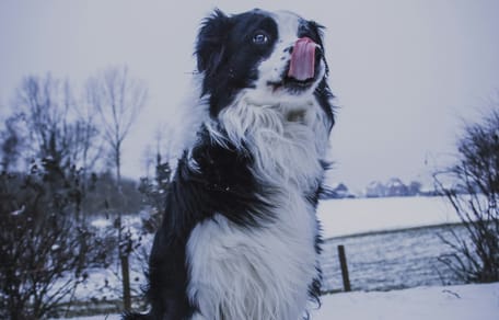 Vrijwilligers redden honden in Brussel tijdens jaarwisseling