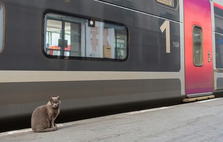 Vrouw krijgt boete in Frankrijk omdat kat te hard miauwt in trein