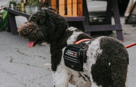 Frau mit Assistenzhund in Utrecht mit Feuerwerkskörpern beworfen