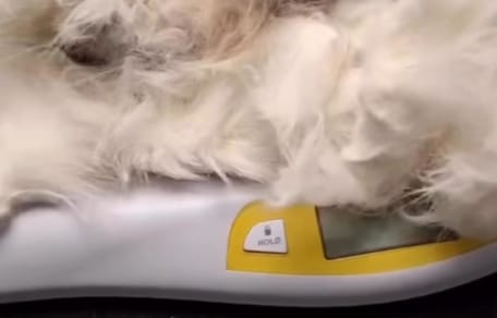 Waage mit verfilztem Katzenfell