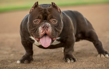 Waarom de Bully XL niet verboden is in Nederland