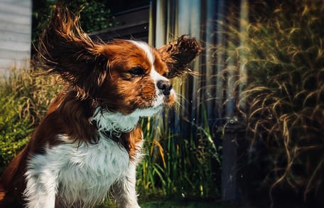 waarom schudt hond
