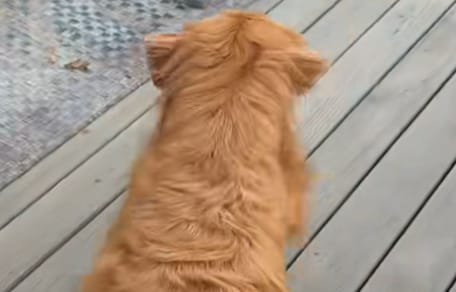 Wally the dog