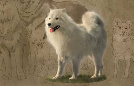 was sind wollhunde
