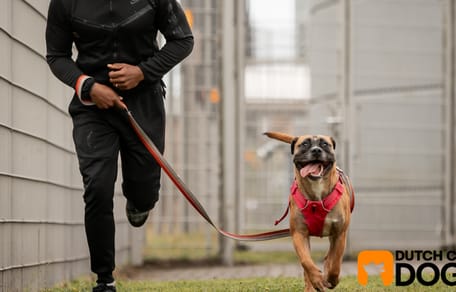 Wat is Dutch Cell Dogs en hoe helpt de stichting mens én hond aan een nieuwe start?