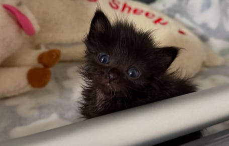 Wednesday le chaton