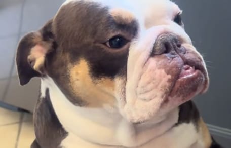 Weee die Hündin