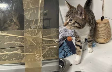 Weer kat gevonden in dichtgeplakte kattenbak