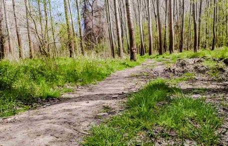 Weg durch ein Waldstück