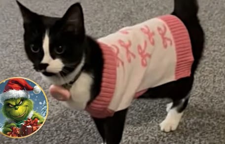 "Weihnachts-Grinch" Katze Mila