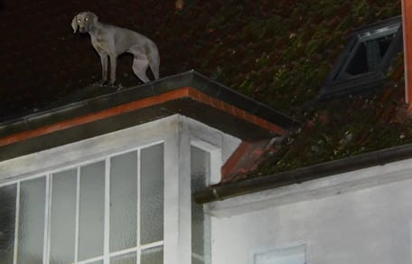 Weimaraner auf dem Hausdach