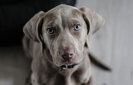 weimaraner puppy