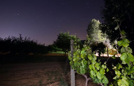 Weinberg bei Nacht