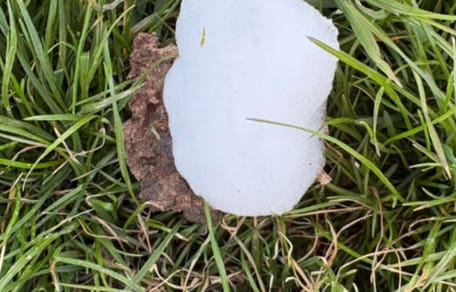 Weiße, schaumige Substanz auf Gras