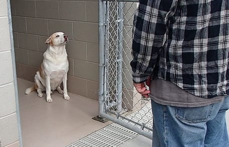Witte hond in kennel kijkt naar man