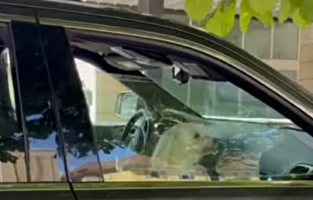 Weißer Hund sitzt in geparktem Auto