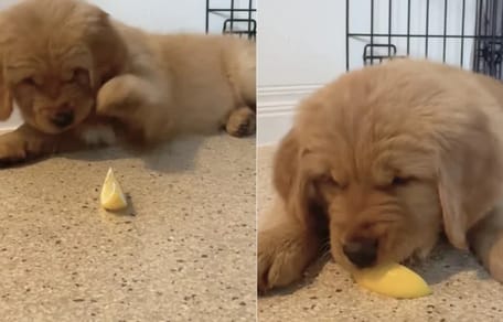 Puppy eet eerste citroen