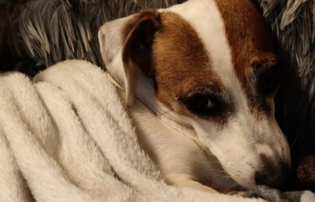 Welpe Stella ist schwerkrank