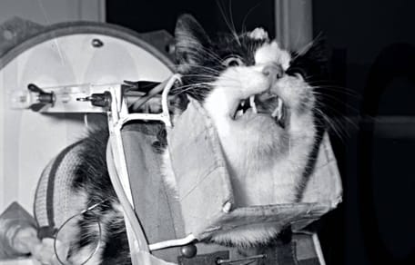 Weltraum-Katze Félicette