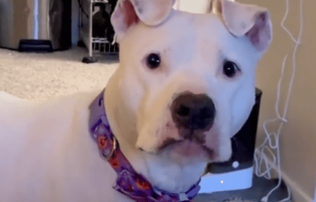 Perra blanca mira a la cámara