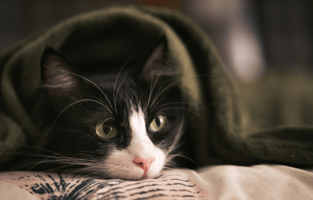 What is FIP in cats?: black and white cat hiding under a blanket