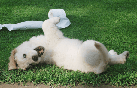 When to begin training a puppy: Puppy rolling in grass with toilet paper