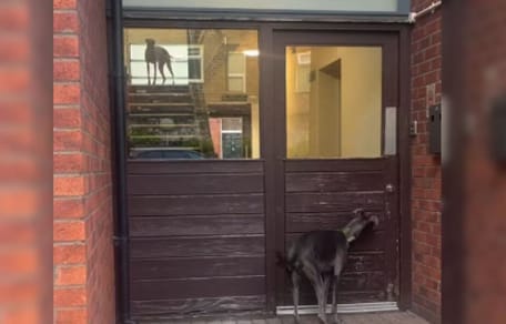 Whippet on landing and whippet at front door