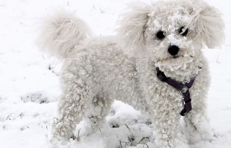 White dog standing in snow