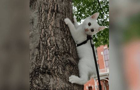 White kitten climbing tree