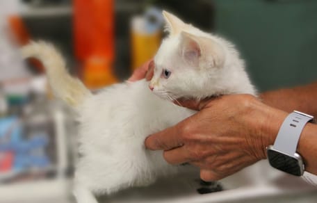White kitten standing on vet table