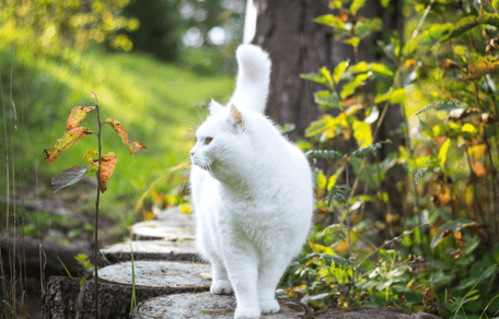 White long-haired cat walking in garden