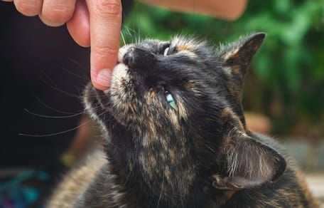 Why do cats bite you when you pet them: Tortoiseshell cat biting finger