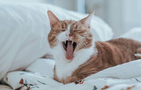 Why does my cat yawn when he sees me: cat yawning