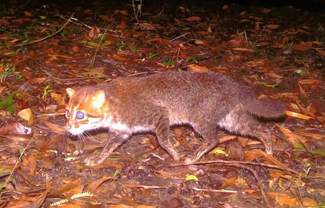 Wiederentdeckte Plattkopfkatze in Thailand