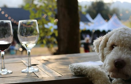 Wijn speciaal voor honden? Bedrijf uit Nieuw-Zeeland brengt het op de markt