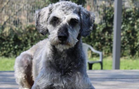 Wil jij Chico adopteren?