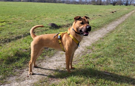 Wil jij Kenzo adopteren?