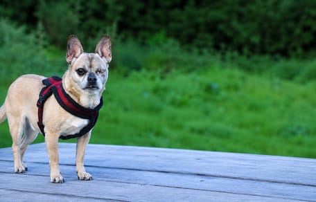 Wil jij Millow adopteren?