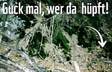 Wildtierkamera-Aufnahme