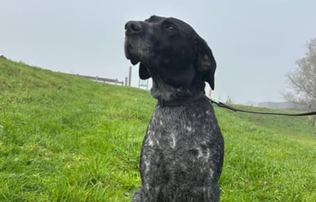 Willie is op zoek naar een thuis. Wil jij hem adopteren?