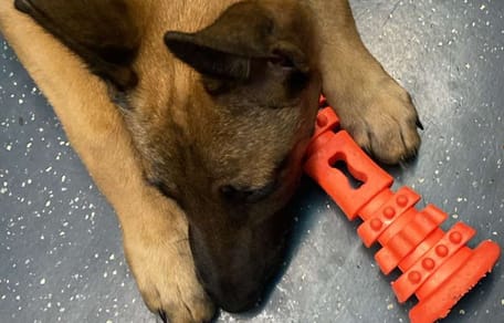 Willy, szczeniak rasy Malinois, trafił do schroniska.