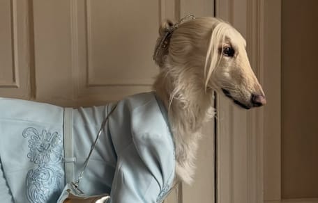 Windhündin Samantha